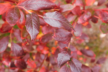 Obraz premium Autumn leafs with shadow in garden. Blueberry leafs background. Colorful red blueberry bushes in autumn fall showing detail, texture and pattern