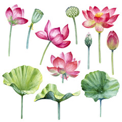 Watercolor lotus flowers, leaves, buds and seeds set on a white background.
