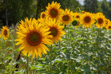 Fototapeta premium Yellow sunflowers grow in a field next to a forest