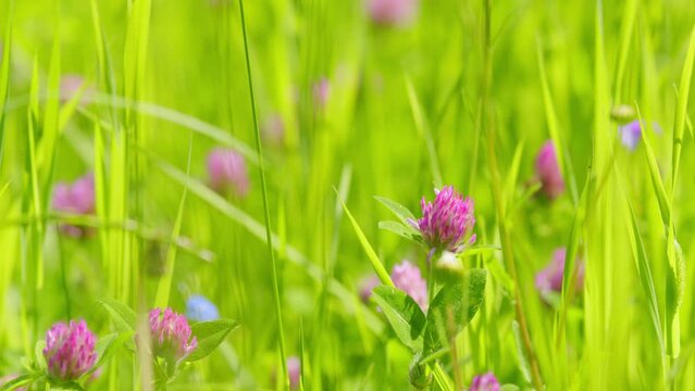 Wild flowers of clover. Medicinal herbs on the lawn. Trifolium pratense. Slow motion.