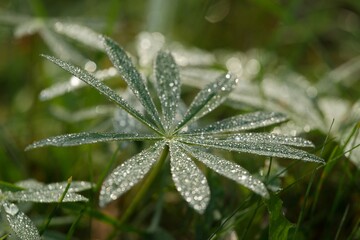 Dew drops on green leaves on green natural background