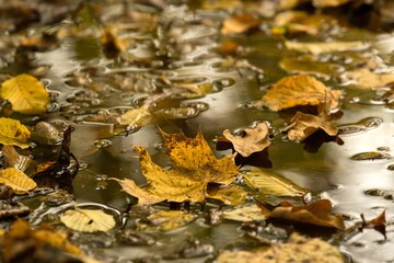 Obraz na płótnie Canvas Autumn colored leaves on a colorful autumn theme background