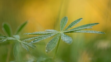 Dew drops on green leaves on green natural background