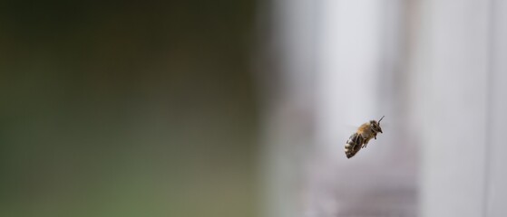 the bee flies out of the hive
