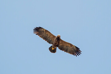 Lesser Spotted Eagle flying in the sky