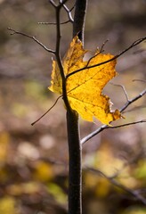 Autumn colored leaves on a colorful autumn theme background