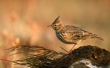 cogujuada en el campo en otoño