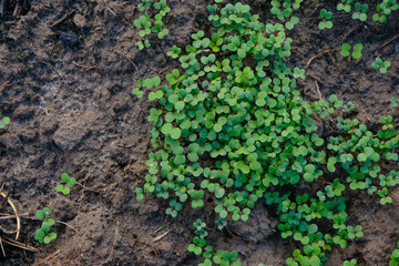 Young plants of mustard or rape for healthy soil. Fast growing green manure.