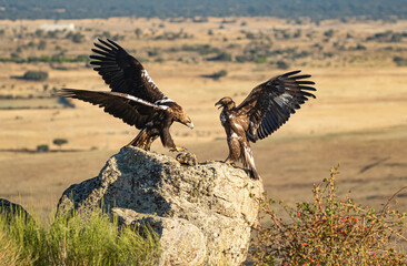 aguila imperial se enfrenta a aguila real