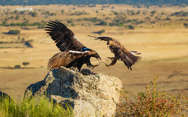 aguila imperial se enfrenta a aguila real