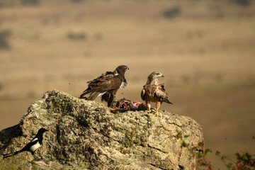 Milanos se alimentan de carroña en el campo
