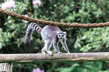 A portrait of a ring tailed lemur or maki walking across a wooden beam in a zoo. The wild mammal animal is looking around and is holding the beam with all 4 paws.