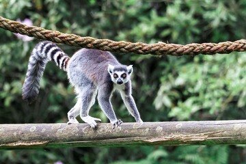 A close up portrait of a ring tailed lemur or maki walking across a wooden beam in a zoo. The wild mammal animal is looking around and is holding the beam with all 4 paws.