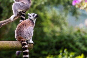 A close up portrait of a ring tailed lemur or maki sitting on a wooden beam. The herbivore mammal animal is staring up into the sky.