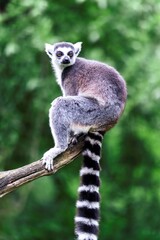 A portrait of a single ring-tailed lemur, or maki, sitting on the end of a branch of a tree. the mammal is looking around. the tail of the cute animal is black and white striped.