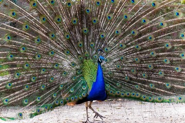 A portrait of an elegant and majestic peacock spreading its colorful tail feathers proudly. The pattern on the feathers looks like a lot of eyes to scare predators.