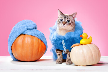Cat wearing loofah spa Halloween costume and pumpkins with towel turban at the pink background