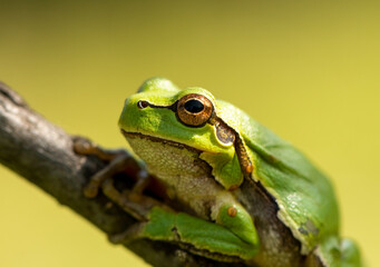 Tree frog sitting on stick
