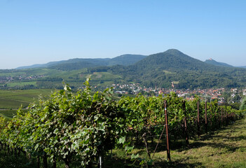 Fototapeta na wymiar Vineyard in the Palatinate area in Germany