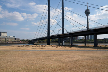 Climate change - the Rhine dwindles and grass turns brown during a severe drought in Düsseldorf,...