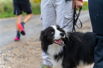 Fototapeta premium chien heureux