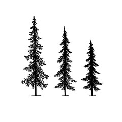 coniferous trees silhouette