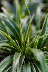 Chlorophytum comosum Ocean is a compact spider plant, looking a little like Variegatum, with creamy margins and a green centre. It is an attractive, cascading plant, with small white flowers