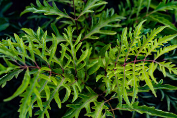Polyscias filicifolia - Fernleaf Aralia. Once pinnate leaf, with long thin jagged leaflets, often yellowish, especially in the sun