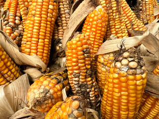 Ripe dried corn cobs hanging. bunch of corn cobs collected to dry