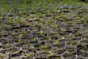 Small sapling tree in the garden. Little green plant sapling agriculture concept