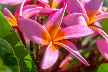 Frangipaniers roses de Tahiti 