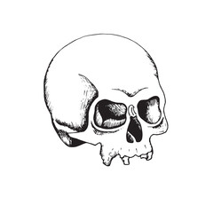 human skull