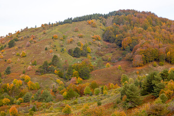 Autumn landscape with changing color trees in Liguria, province of Genoa, Italy
