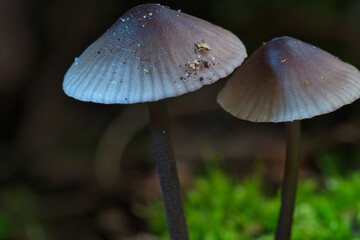 two filigree small mushrooms on moss with light spot in forest. Forest floor