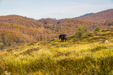 Isolated grazing horse in an autumn mountain landscape, Province of Genoa, Italy