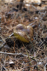 Obraz premium boletus edulis en el bosque otoñal
