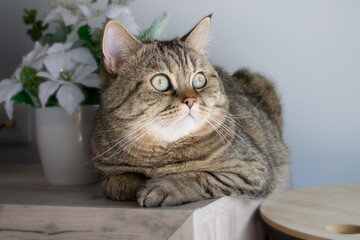 Chat posé en intérieur