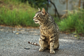 black-gray-striped sits on gray pavement with a serious expression on his face. in the background thickets of green grass. to the right of the cat there is free space for your product