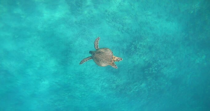 Green sea turtle (Chelonia mydas) diving under the ocean while tourists snap photos.