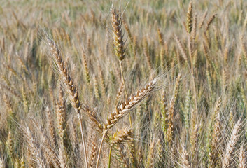 Fototapeta premium wheat in the field on a sunny day
