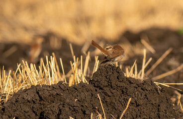 Young Red-backed Shrike sitting on the ground