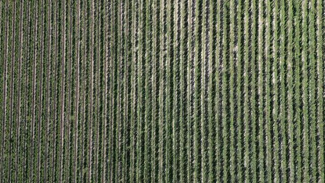 Endless rows in a grape orchard vineyard from directly above farm, field. Aerial