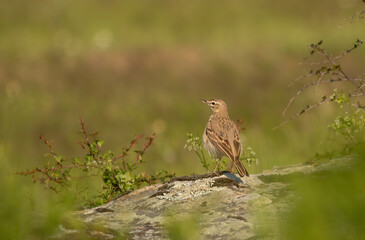 Tawny Pipit sitting on stone in meadow