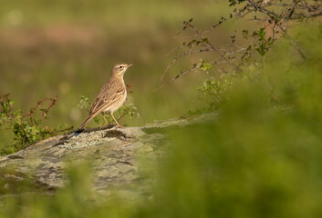 Tawny Pipit sitting on stone in meadow