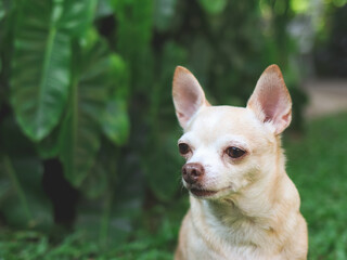 cute brown short hair chihuahua dog sitting  on green grass in the garden,looking away curiously. Copy space.