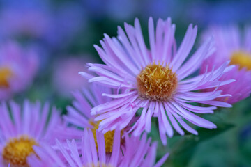 Obraz premium Wildblumen