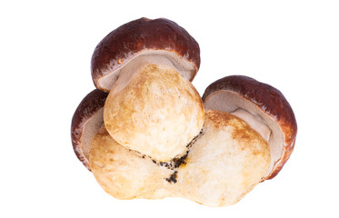 Ceps isolated
