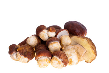 Ceps isolated