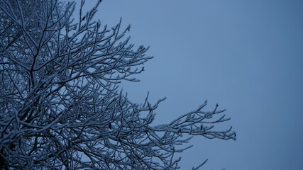 Fototapeta na wymiar Winter pattern on trees