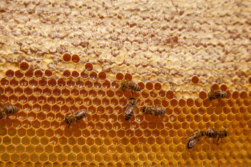 Working bees on the yellow honeycomb with sweet honey..